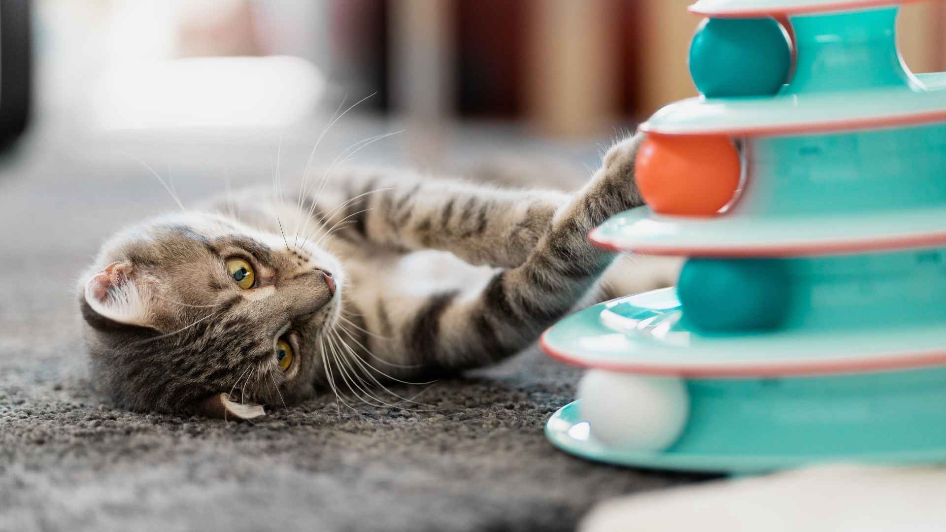 Gato jugando con juguete interactivo